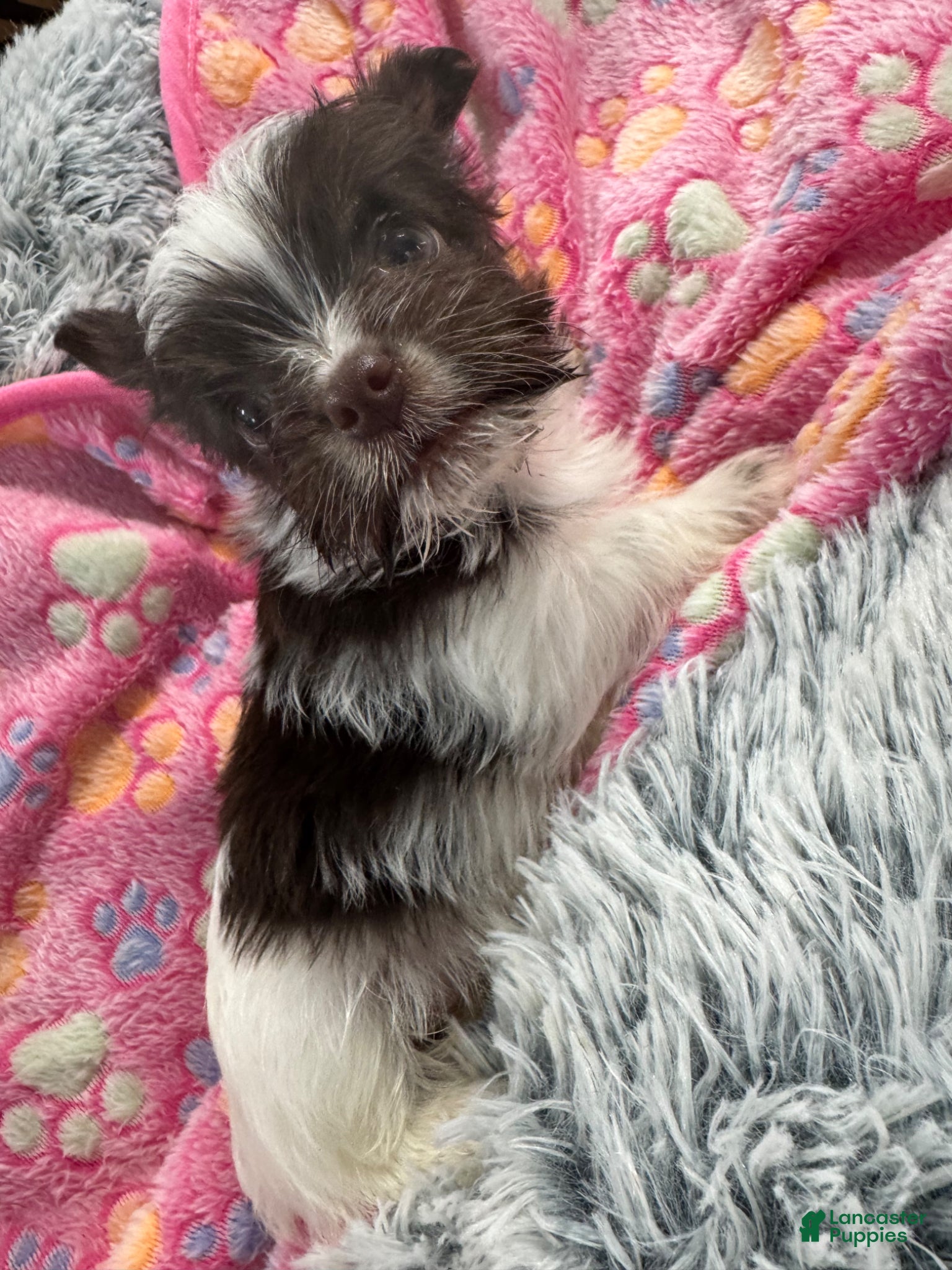 Yorkshire Terrier dogs Yorkshire Terrier Puppy 1 - Ad 2