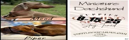 Miniature Dachshund dogs for sale: Miniature Dachshund Puppy 1 - Ad 3
