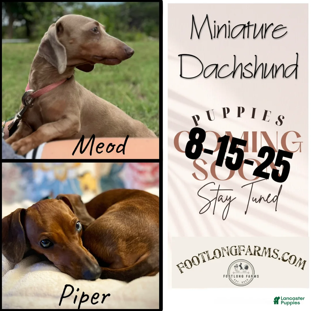 Miniature Dachshund dogs for sale: Miniature Dachshund Puppy 1 - Ad 3