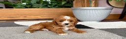 Cavapoo dogs for sale: Cavapoo female pup 2 - Ad 3