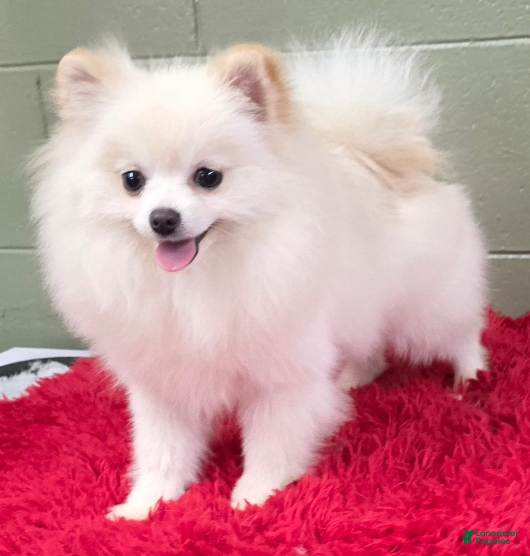 Pomeranian dogs for sale: Pomeranian Puppy 1 - Ad 3