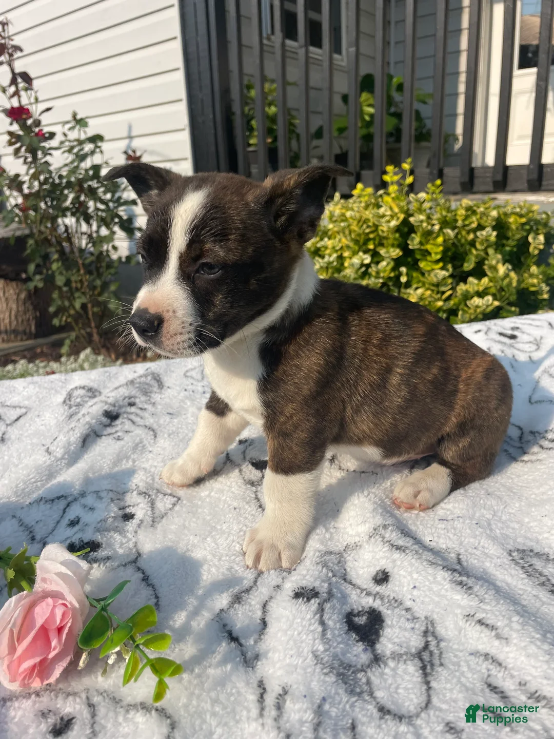 Mixed Breed dogs for sale: Norman - Ad 2