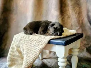 German Shepherd dogs Ember - Ad 5