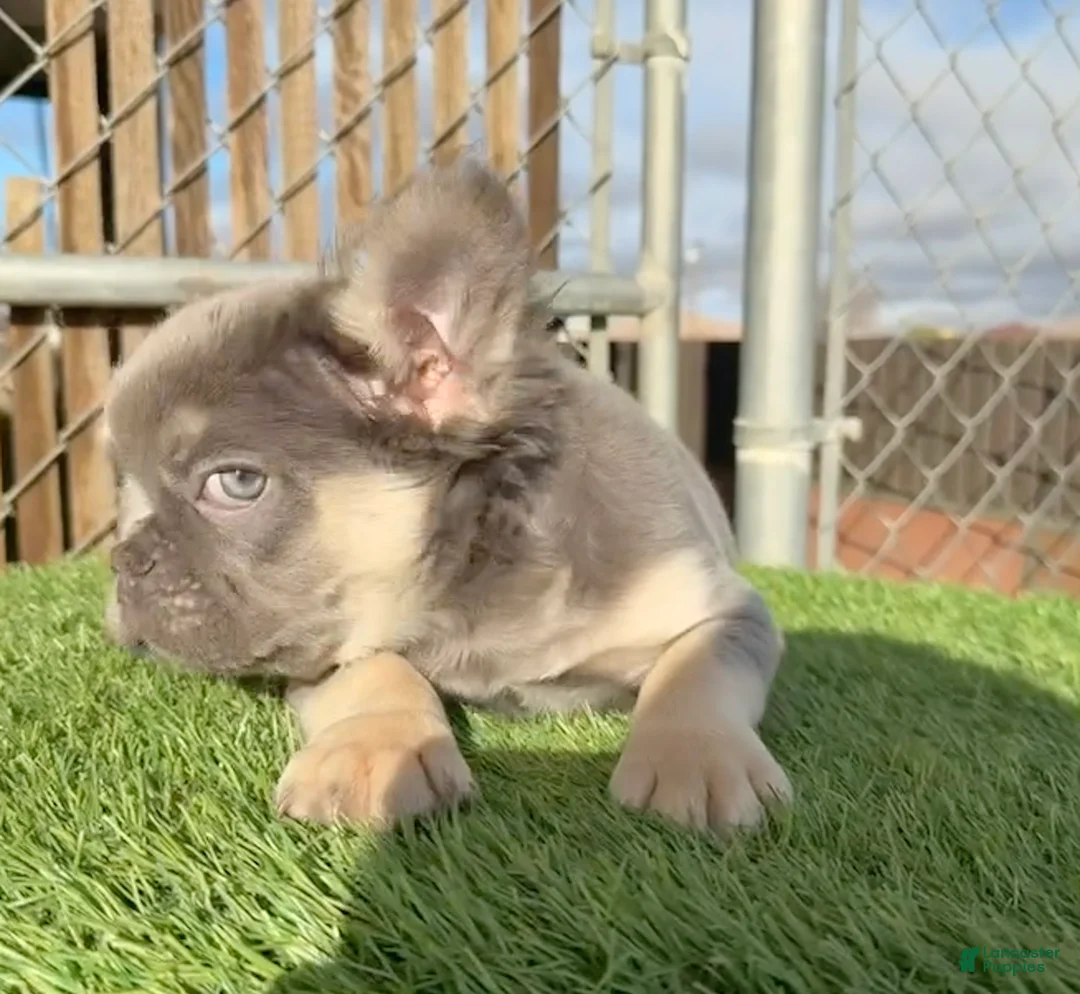 French Bulldog dogs for sale: Rocky - Rare Lilac Tan Fluffy in LA, CA-USA DELIVERY & FINANCING OPTIONS AVAILABLE! - Ad 1