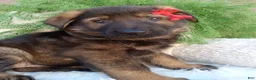 German Shepherd dogs for sale: Jack - Ad 4