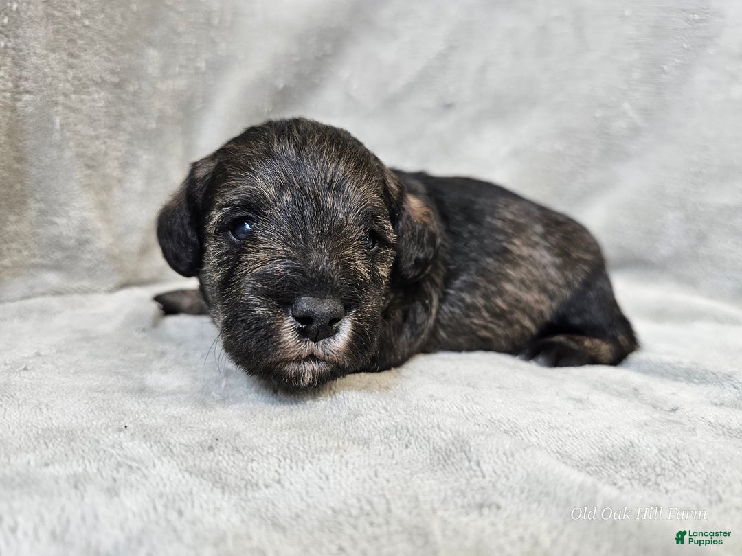 Mixed Breed dogs for sale: Kenny - Ad 3