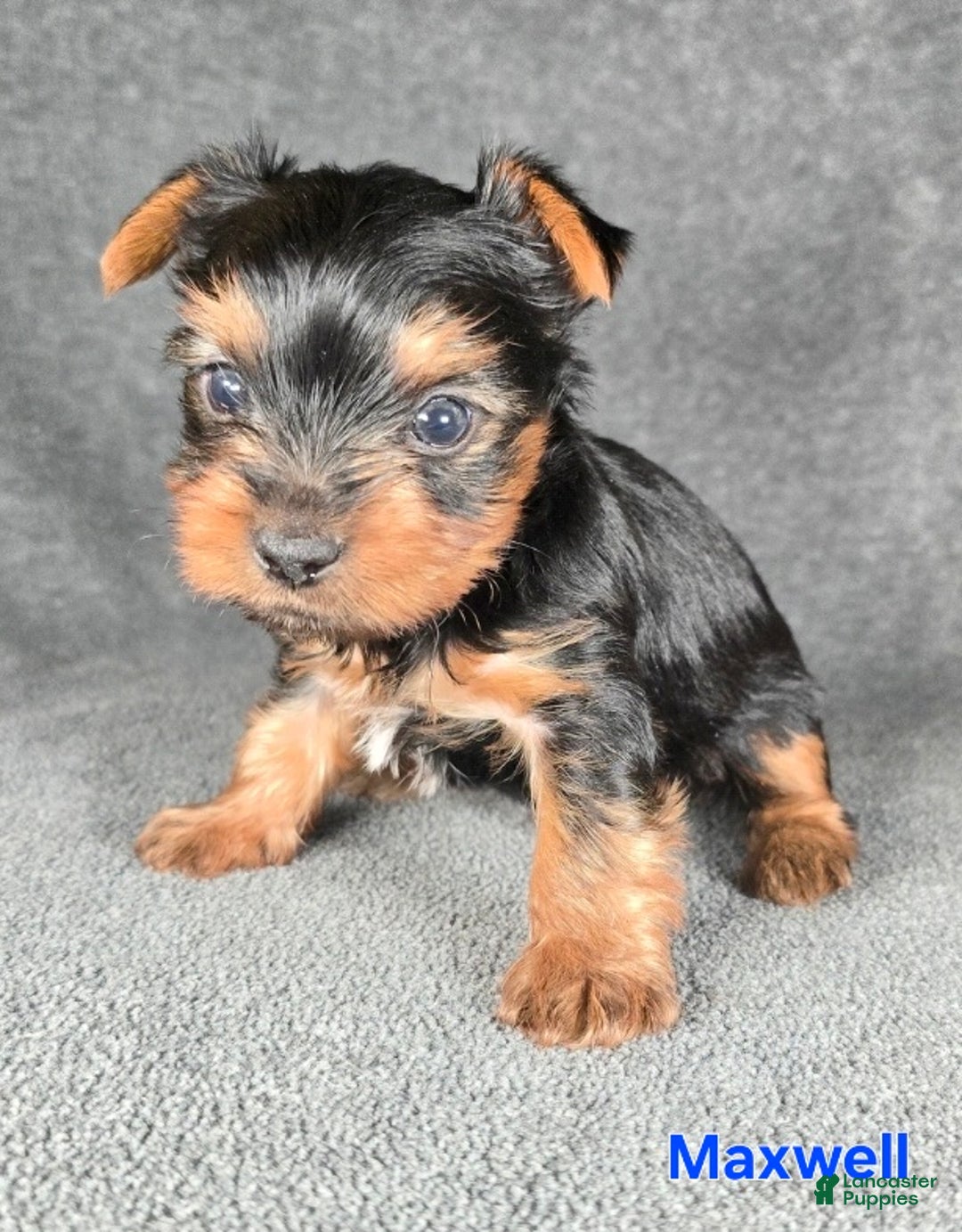 Yorkshire Terrier dogs for sale: Maxwell - Ad 15
