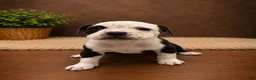 American Bully dogs for sale: Roxy - Ad 3