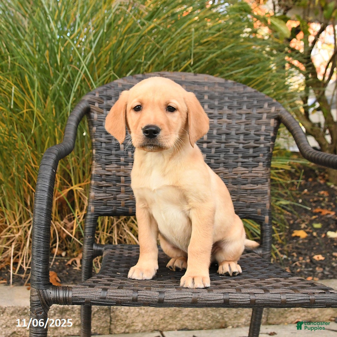 Labrador Retriever dogs for sale: Malex - Ad 3