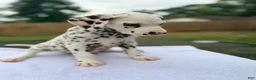 Dalmatian dogs for sale: Blue  - Ad 5