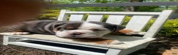 English Bulldog dogs for sale: Fiona - Ad 12