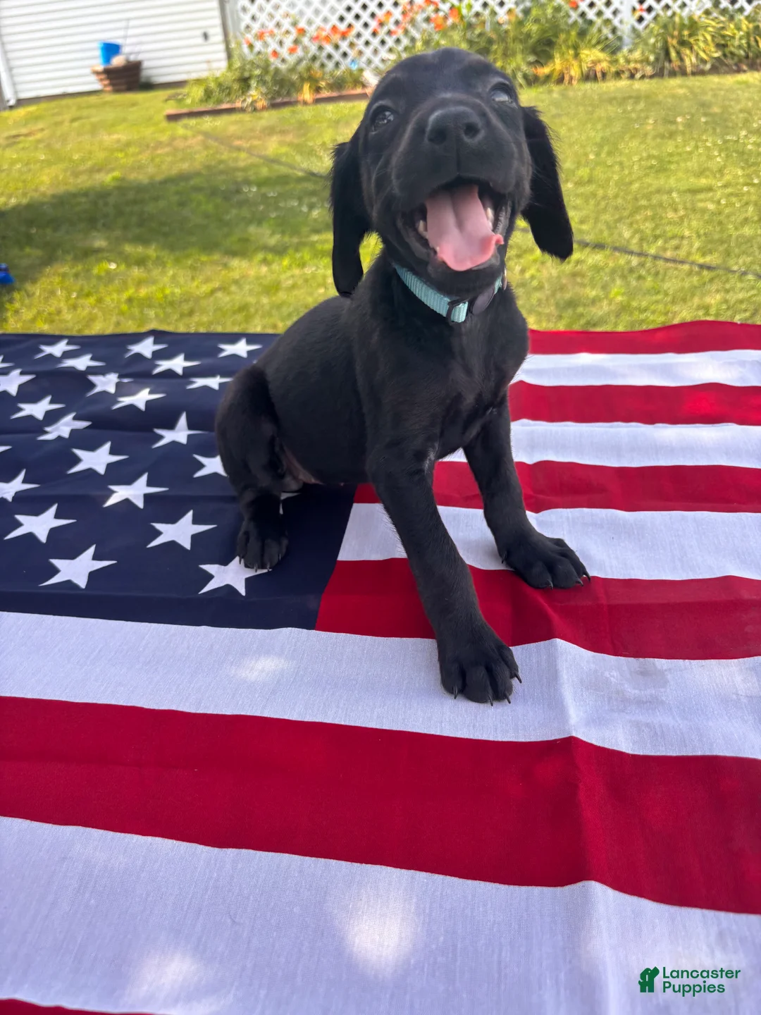 Mixed Breed dogs for sale: Bubbles - Ad 1