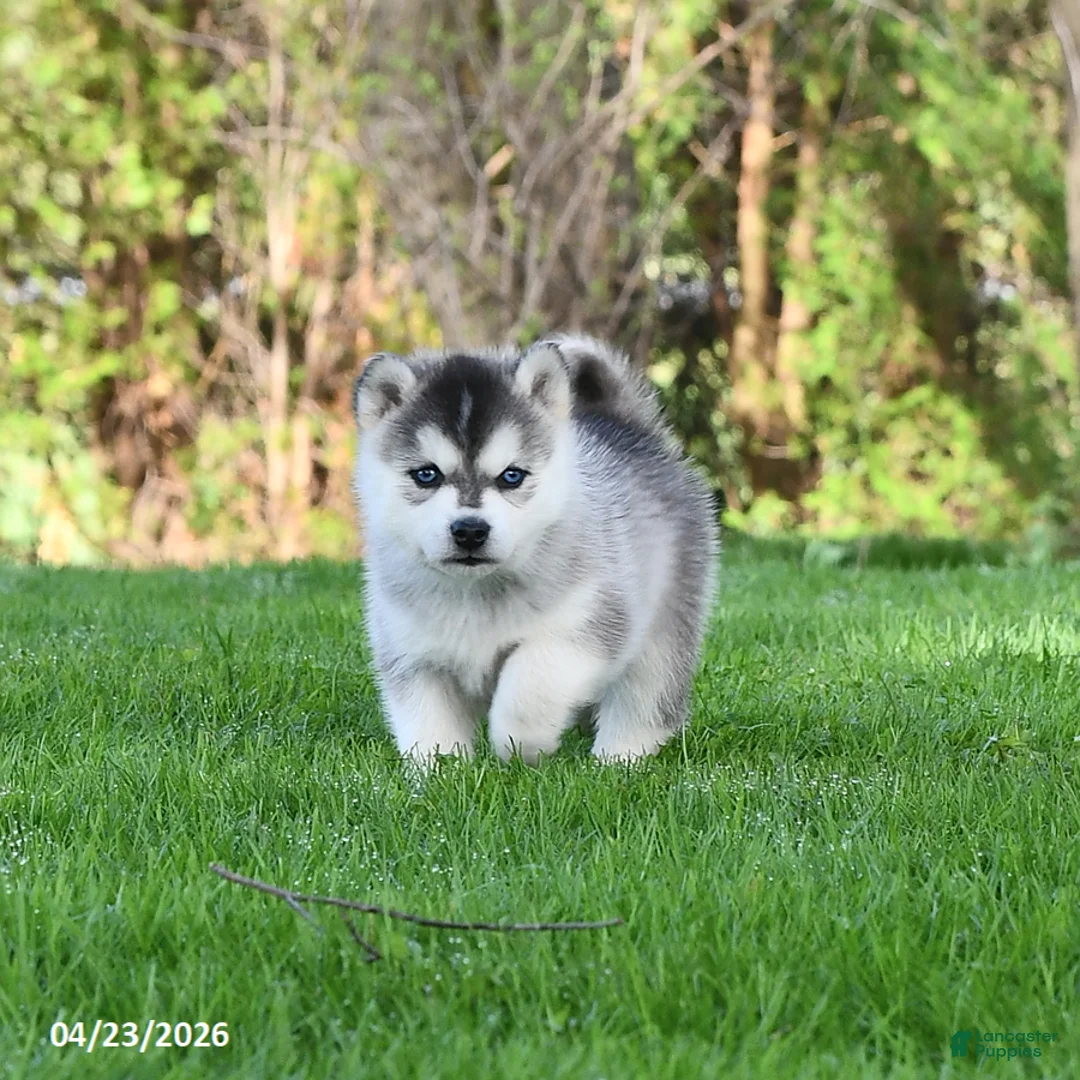 Pomsky dogs for sale: Comet - Ad 2
