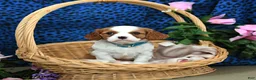 Cavalier King Charles Spaniel dogs for sale: Kolby - Ad 5