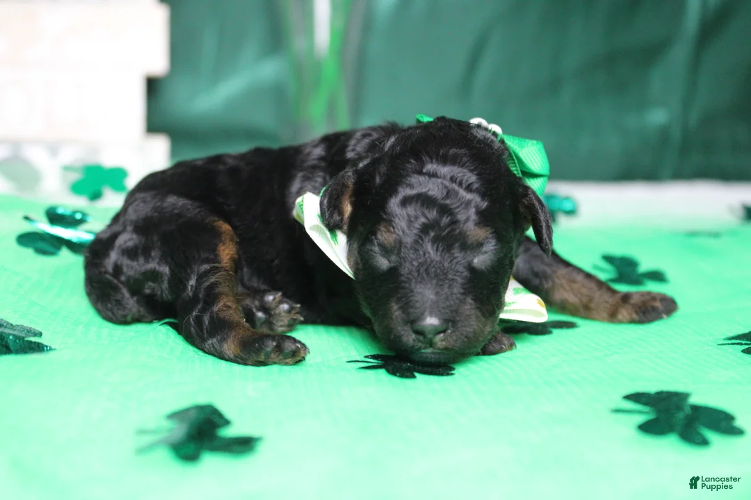 Toy Poodle dogs for sale: Charlie - Ad 5