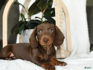 Miniature Dachshund dogs for sale: Shane - Ad 1