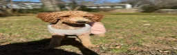 Mixed Breed dogs for sale: Max Golden Italiano Spinoni doodle-double doodle - Ad 3