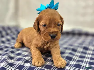 Cockapoo dogs Moonbow - Ad 20