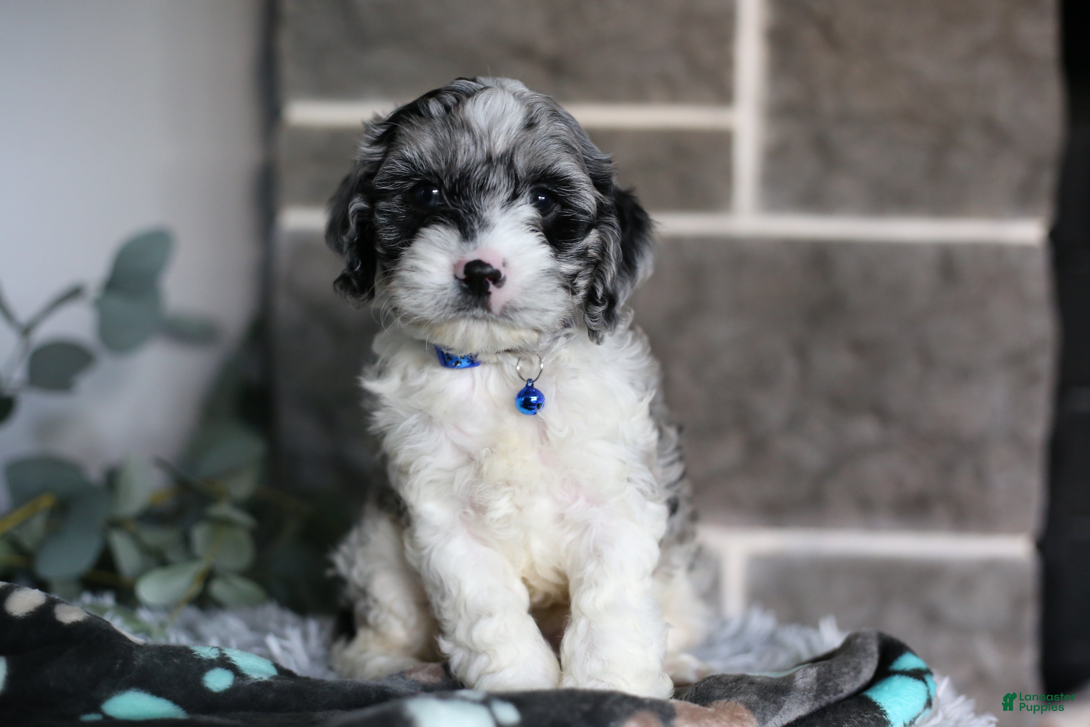Cavapoo dogs Hudson - Ad 2
