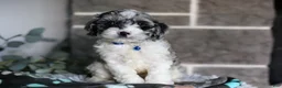 Cavapoo dogs for sale: Hudson - Ad 2