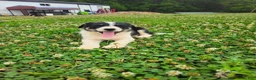 Border Collie dogs for sale: Joy - Ad 3