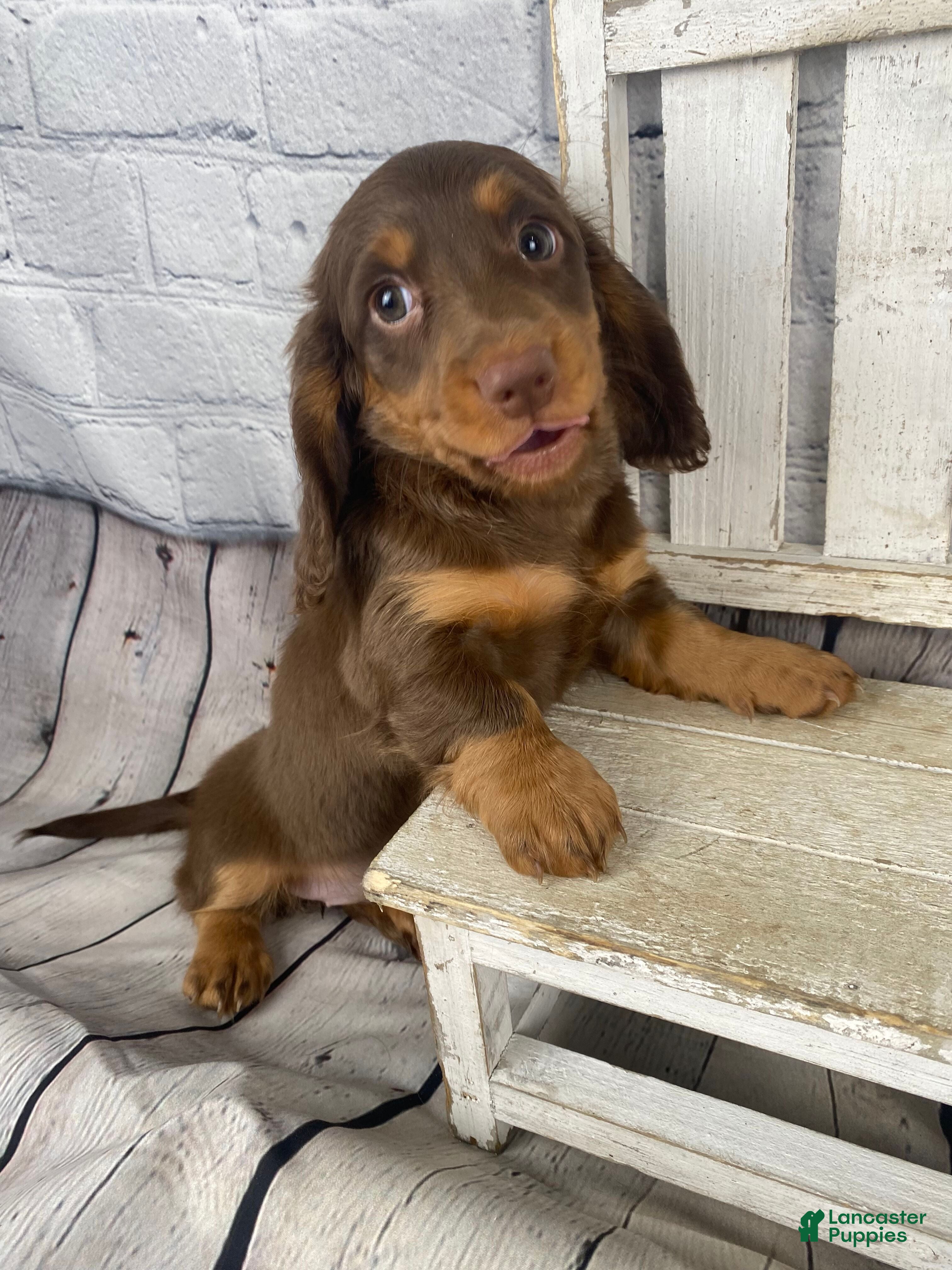 Miniature Dachshund dogs Ella - Ad 1