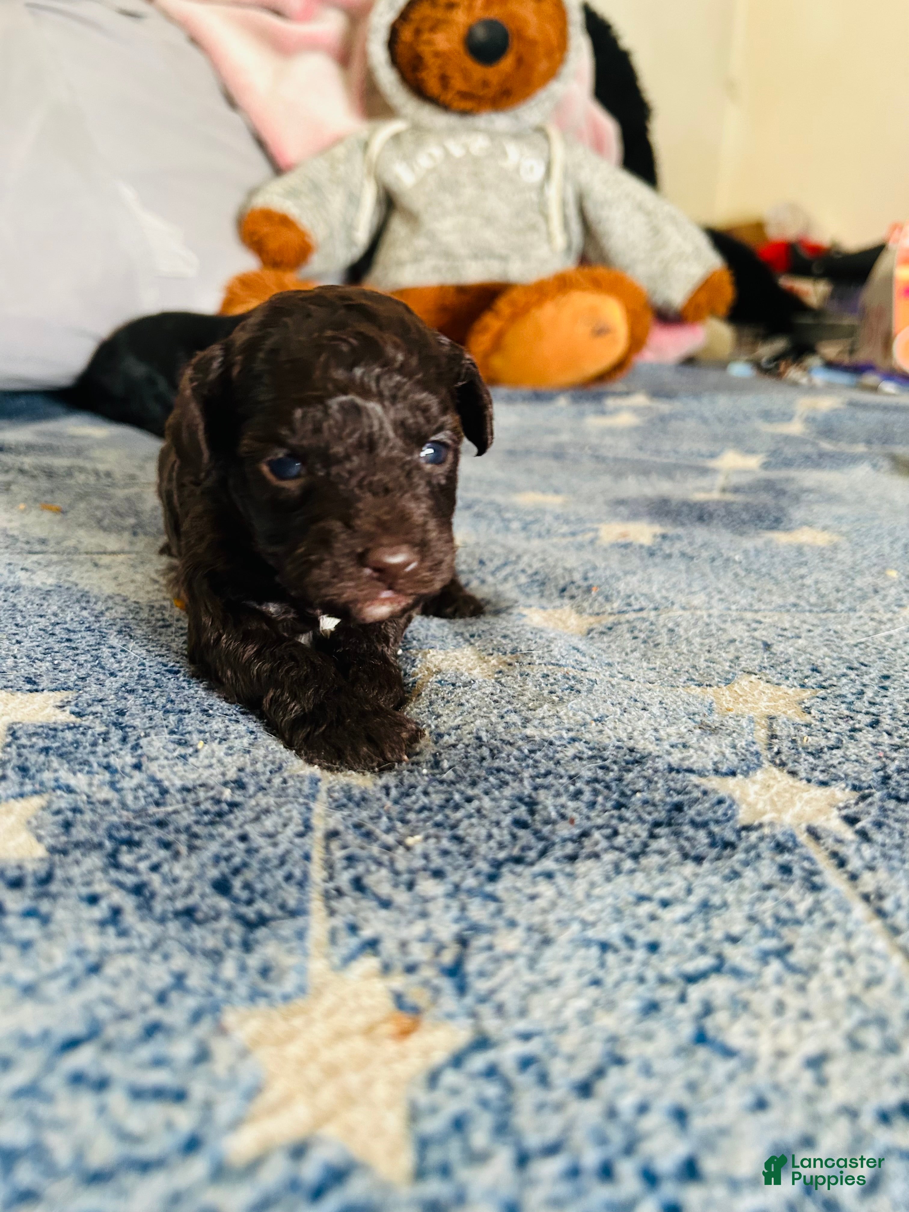 Cavapoo dogs Noel - Ad 3