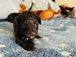 Cavapoo dogs Noel - Ad 5