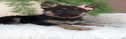 German Shepherd dogs for sale: Callie  - Ad 3