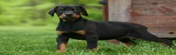 Doberman Pinscher dogs for sale: Duke (Black Rust)🐶🤎✨ - Ad 14