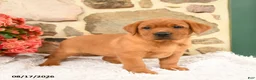 Labrador Retriever dogs for sale: Flower - Ad 4