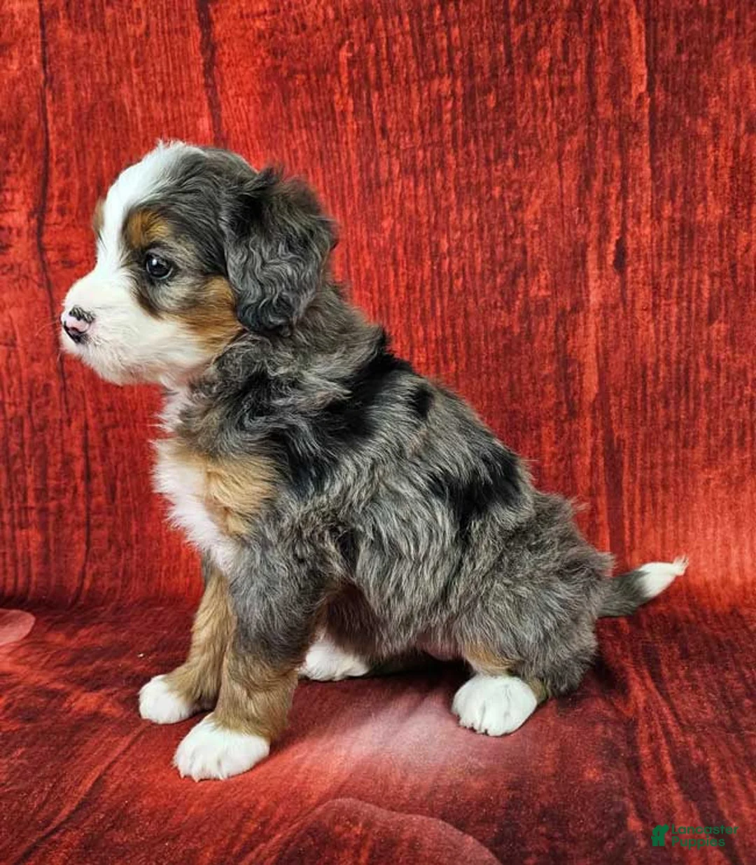 Mini Bernedoodle dogs for sale: Brinley - Ad 3