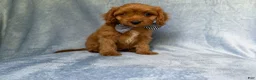 Cavapoo dogs for sale: Moose - Ad 3