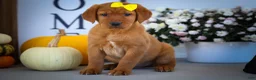 Labrador Retriever dogs for sale: NELLY - Ad 21