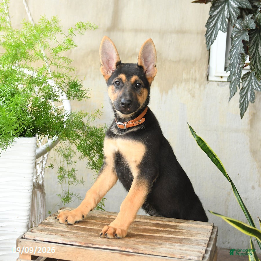 German Shepherd dogs Noelle - Ad 2