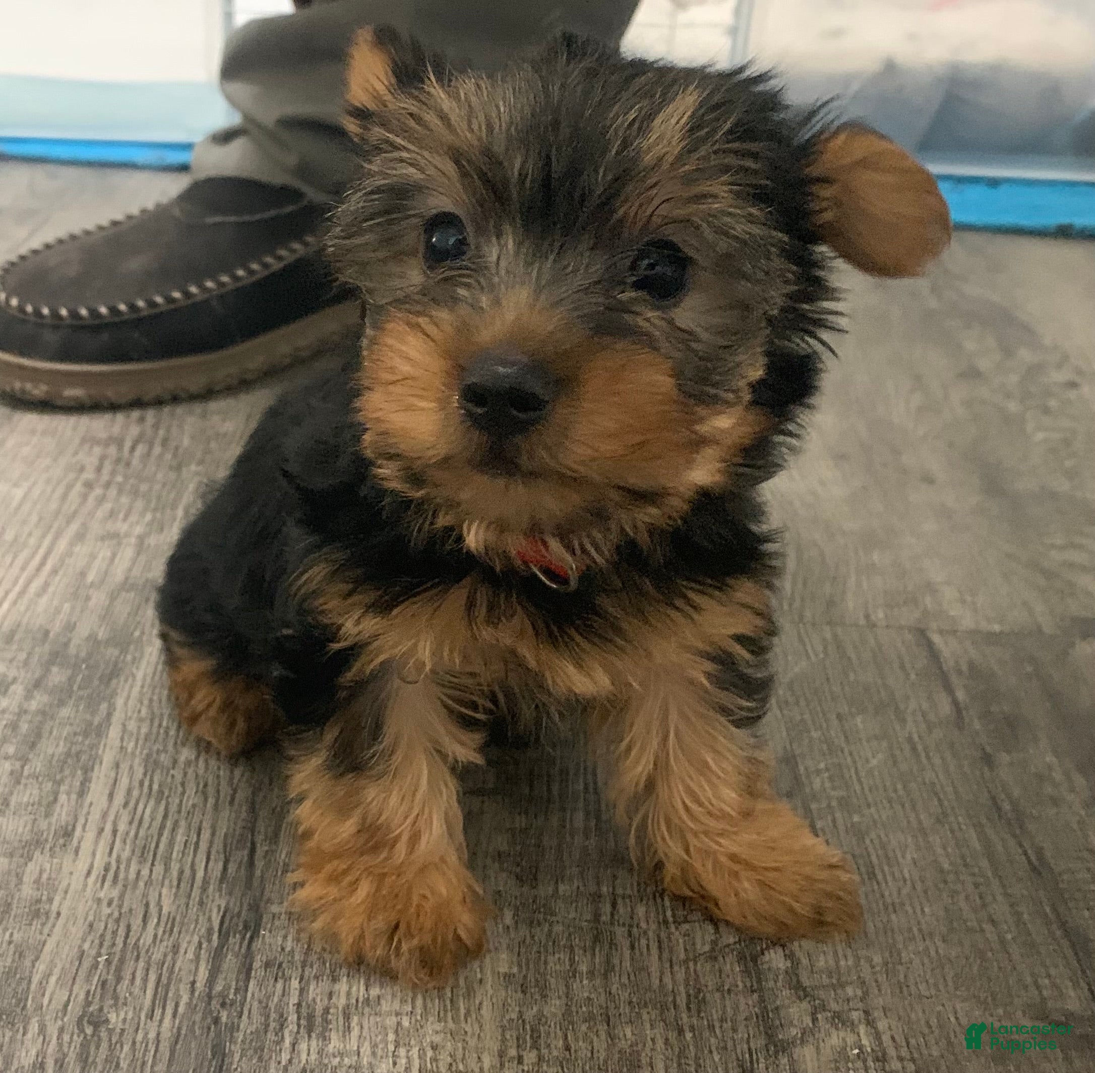 Yorkshire Terrier dogs Yorkshire Terrier Puppy 1 - Ad 10