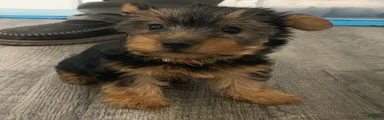 Yorkshire Terrier Puppy 1