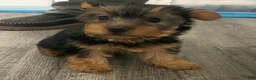 Yorkshire Terrier dogs for sale: Yorkshire Terrier Puppy 1 - Ad 1