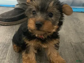 Yorkshire Terrier dogs Yorkshire Terrier Puppy 1 - Ad 10