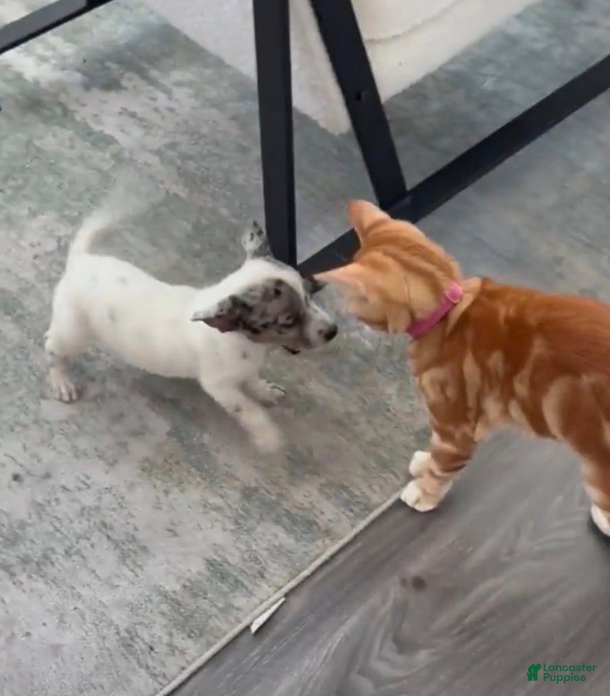 Chiweenie dogs for sale: Chiweenie 1 - Ad 4