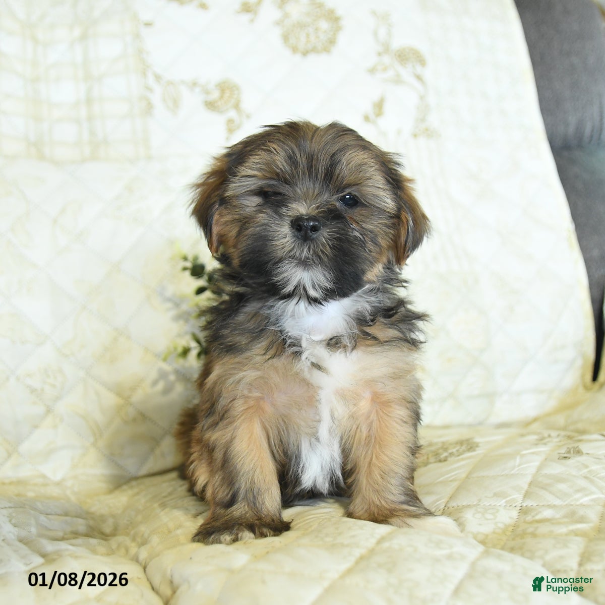 Shorkie dogs Kory  - Ad 2