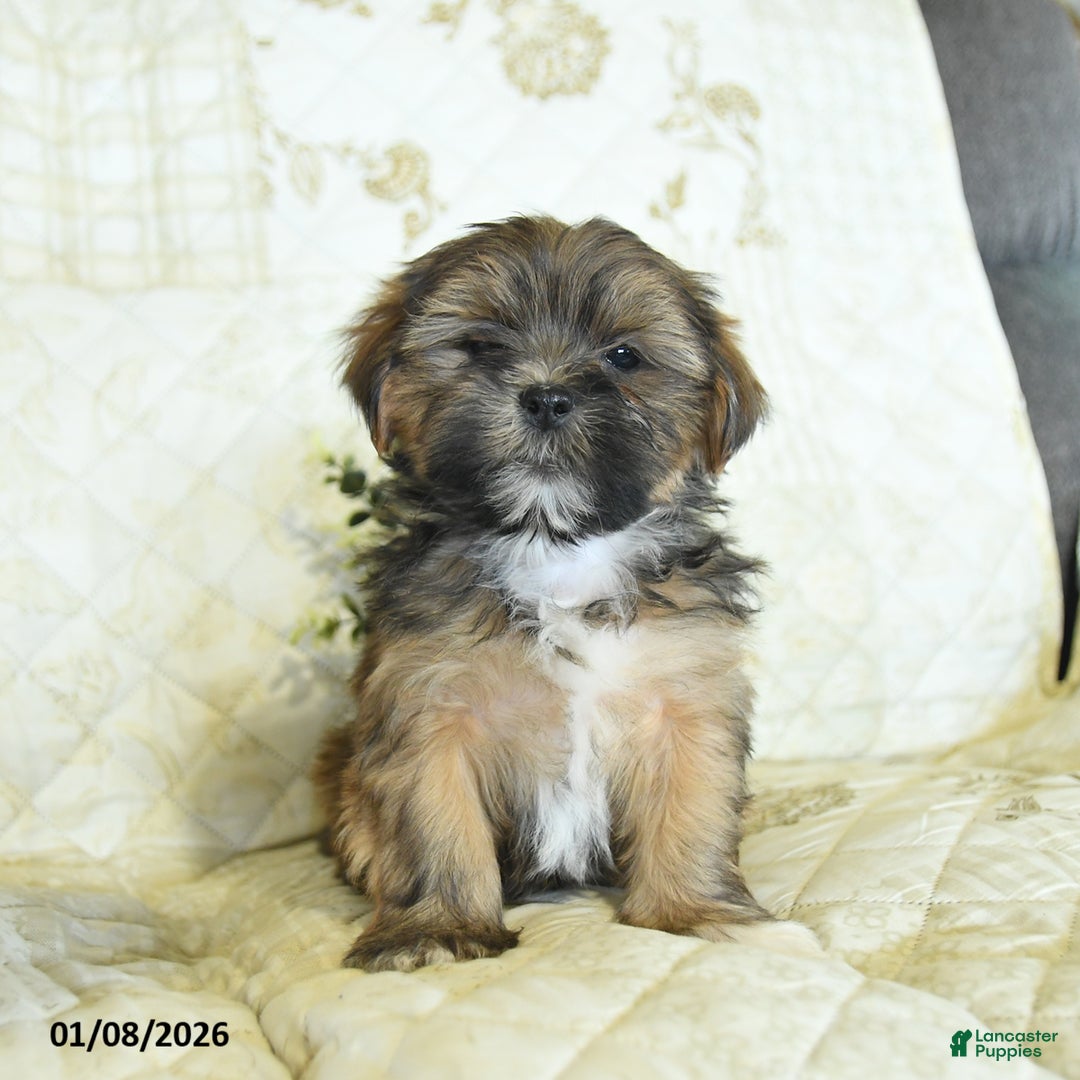 Shorkie dogs for sale: Kory  - Ad 2