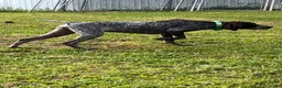 German Shorthaired Pointer dogs for sale: Ryder - Ad 5