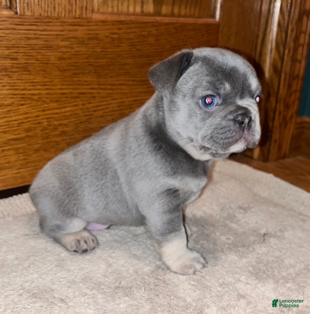 French Bulldog dogs for sale: French Bulldog Puppy 1 - Ad 6