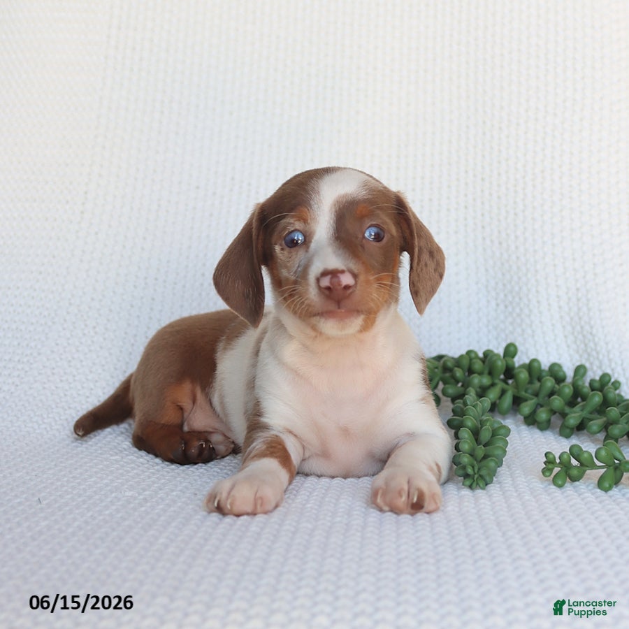 Miniature Dachshund dogs Dozer - Ad 2