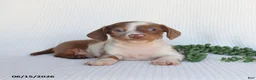 Miniature Dachshund dogs for sale: Dozer - Ad 2