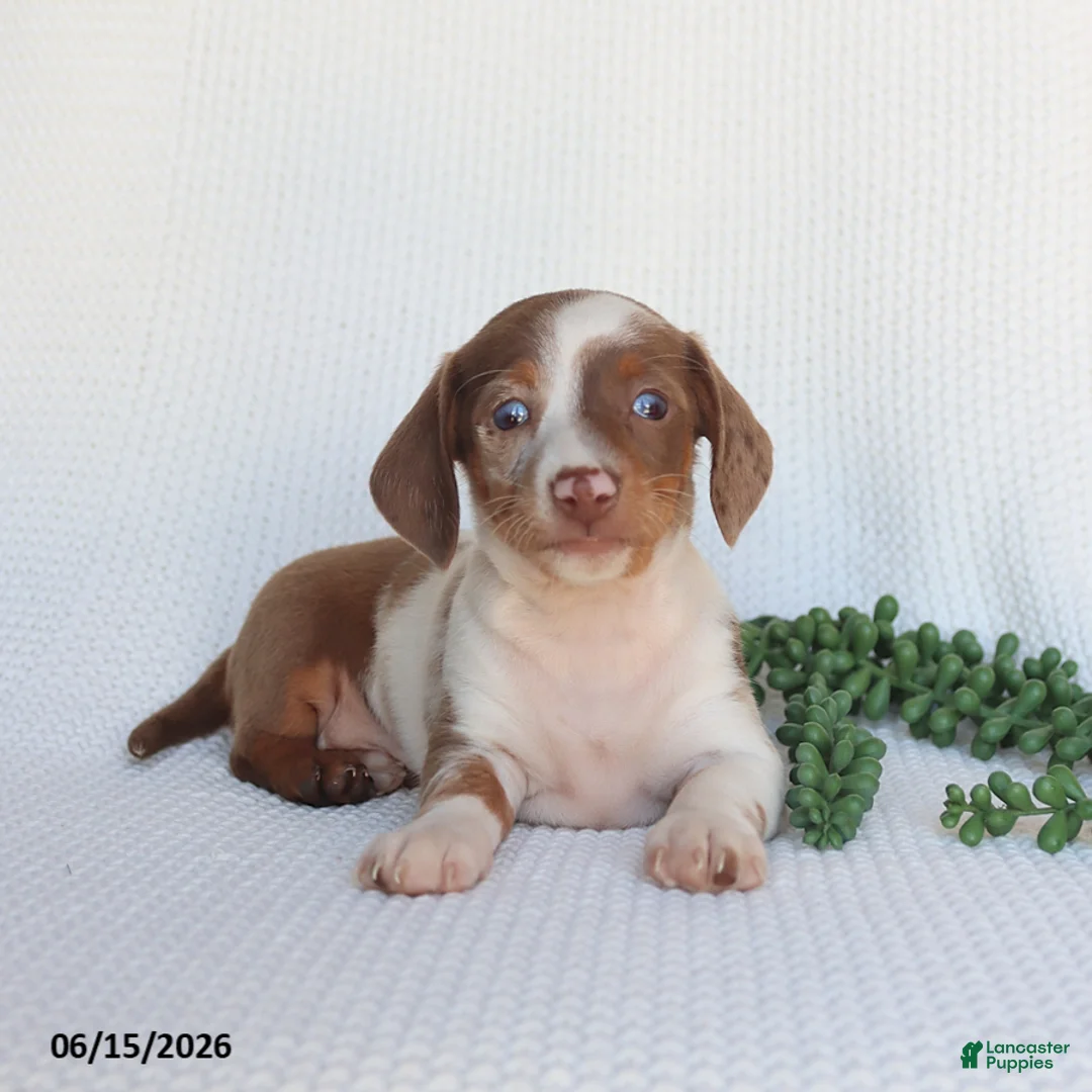 Miniature Dachshund dogs for sale: Dozer - Ad 2