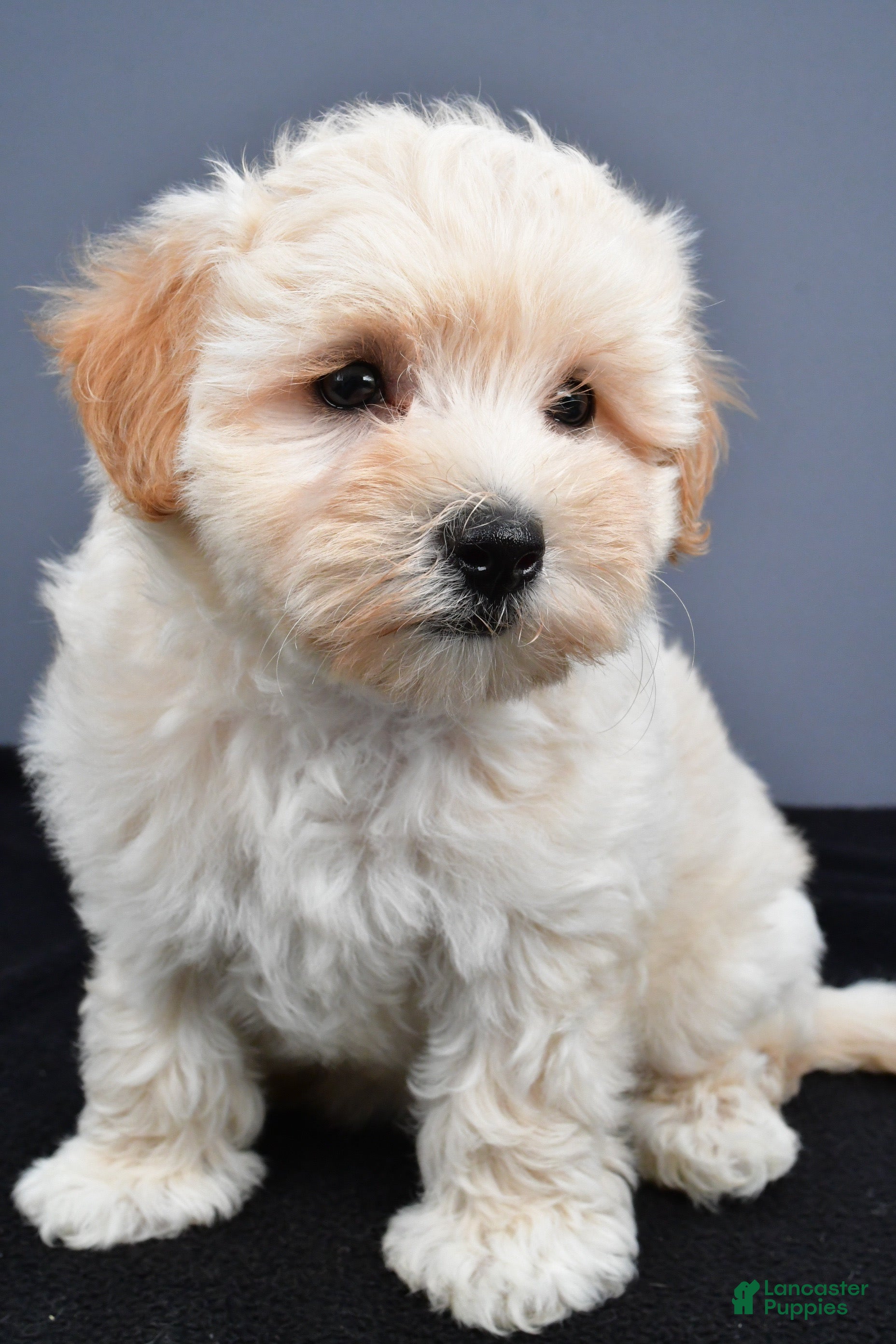 Maltipoo dogs Bella - Ad 1