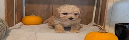Miniature Poodle dogs for sale: Lexi - Ad 9