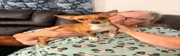 Chihuahua dogs for sale: Lola - Ad 6